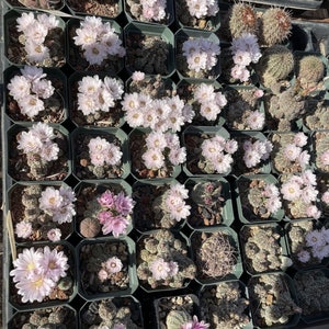 Gymnocalycium bruchii pavlovskyi Cactus Seeds
