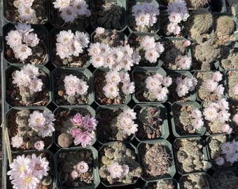 Gymnocalycium bruchii pavlovskyi Cactus Seeds