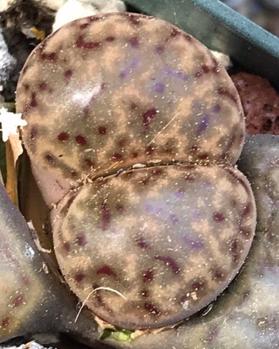 Lithops dinteri ssp multipunctata C326 seeds 100 pcs Lithops dinteri ssp multipunctata C326 seeds 100 pcs