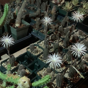 May include: A collection of small cactus plants in black plastic pots. The cactus plants are in various stages of growth and some have white flowers.
