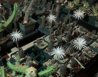 May include: A collection of small cactus plants in black plastic pots. The cactus plants are in various stages of growth and some have white flowers.