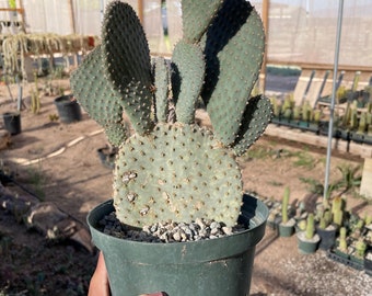 Opuntia basilaris (Beavertail cactus) miniature old plant