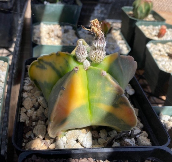 Astrophytum myriostigma nudum variegata Cactus Seeds