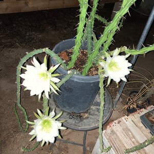 Harrisia martinii cactus seedling image 1