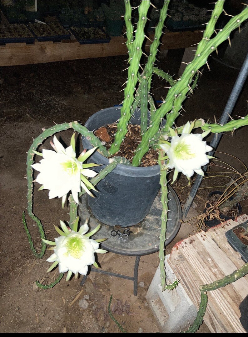 Harrisia martinii cactus seedling image 1