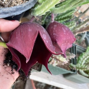 Stapelia Multi Cutting Pack 6 Different Species image 4