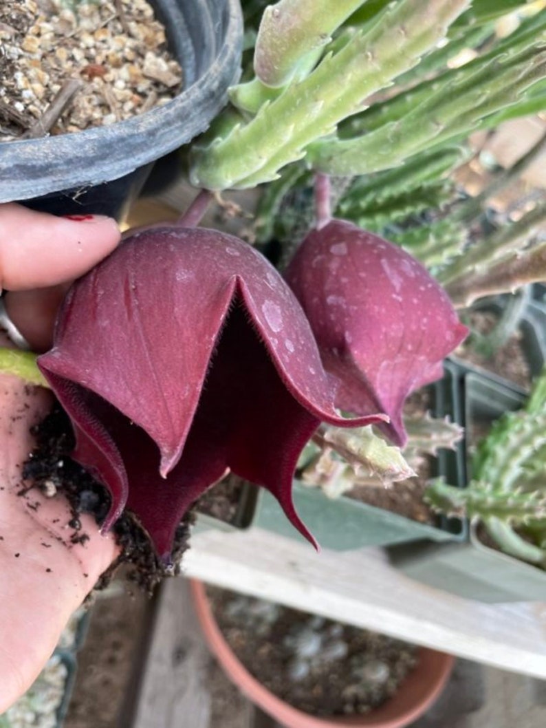 Stapelia Multi Cutting Pack 6 Different Species image 4