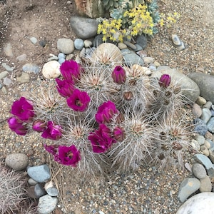 Echinocereus engelmannii - Strawberry Hedgehog Cactus Seeds