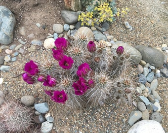 Echinocereus engelmannii - Strawberry Hedgehog Cactus Seeds