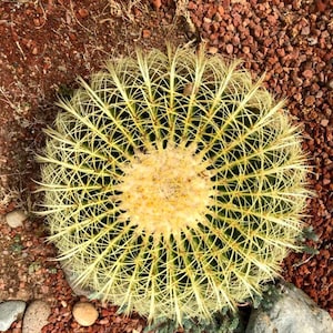 Echinocactus grusonii – Golden Barrel Cactus Seeds