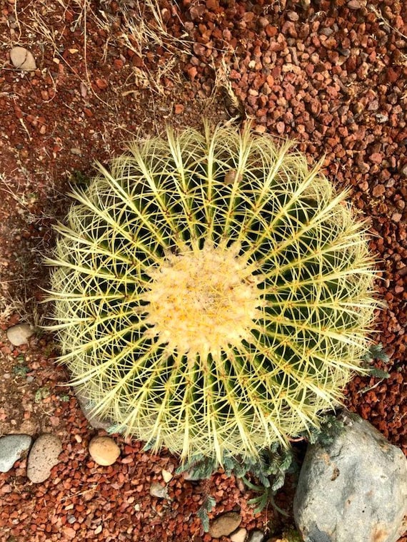 Echinocactus grusonii - Goldener Tonnenkaktus Samen