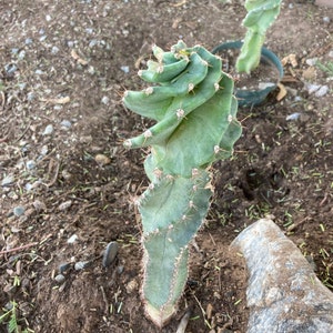 Cereus forbesii spiralis Cactus Seeds