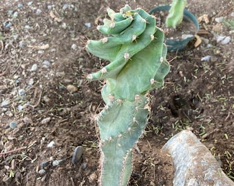 Cereus forbesii spiralis Cactus Seeds