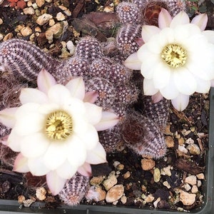 Echinopsis chamaecereus cv Westfield Alba - White Blooms