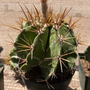 Astrophytum ornatum Cactus Seeds