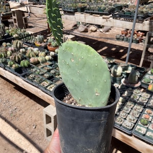 Opuntia cacanapa ellisiana - blue spineless prickly pear