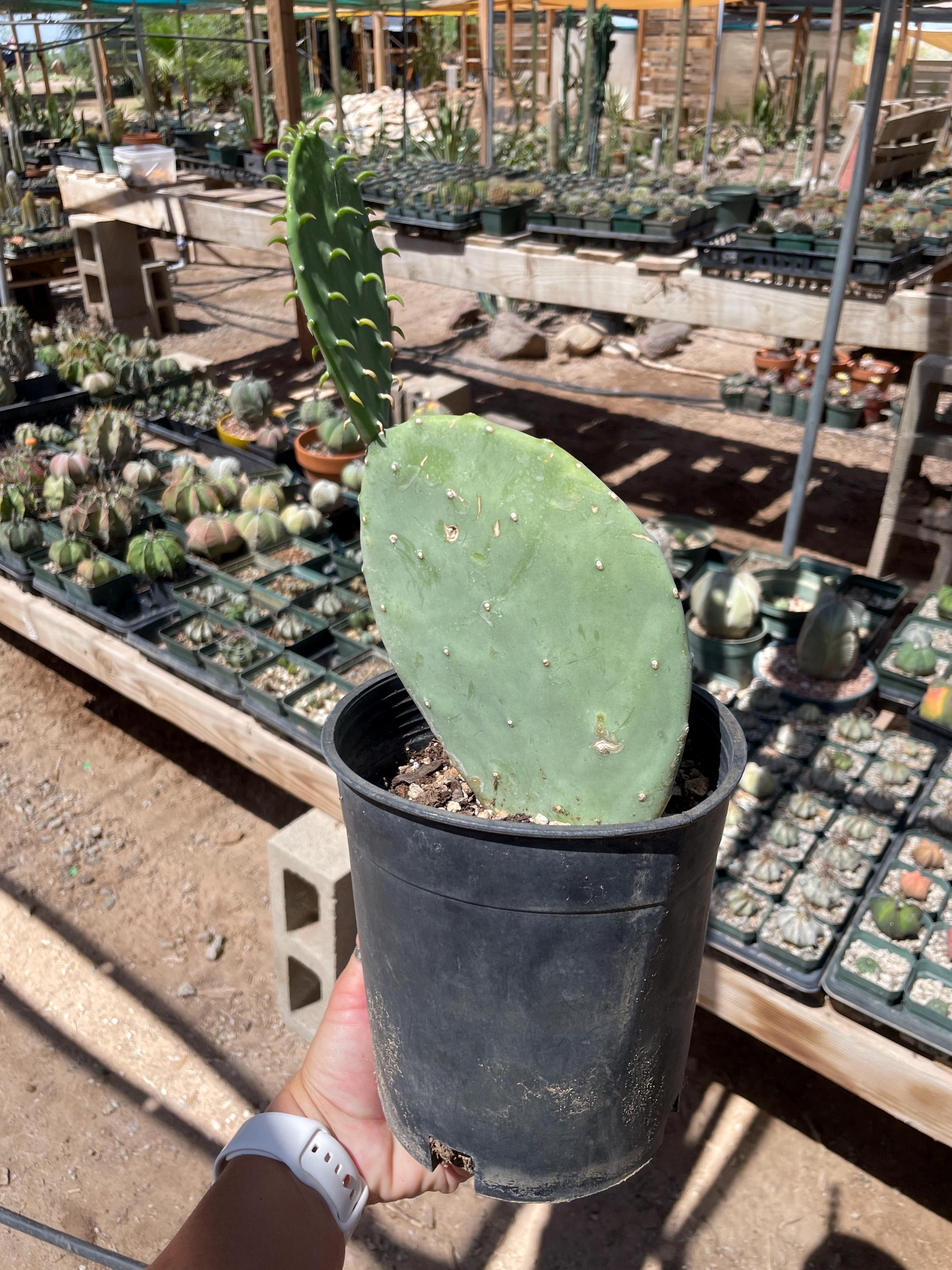 オプンティア・カカナパ・エリシアナ - 青い棘のないウチワサボテン