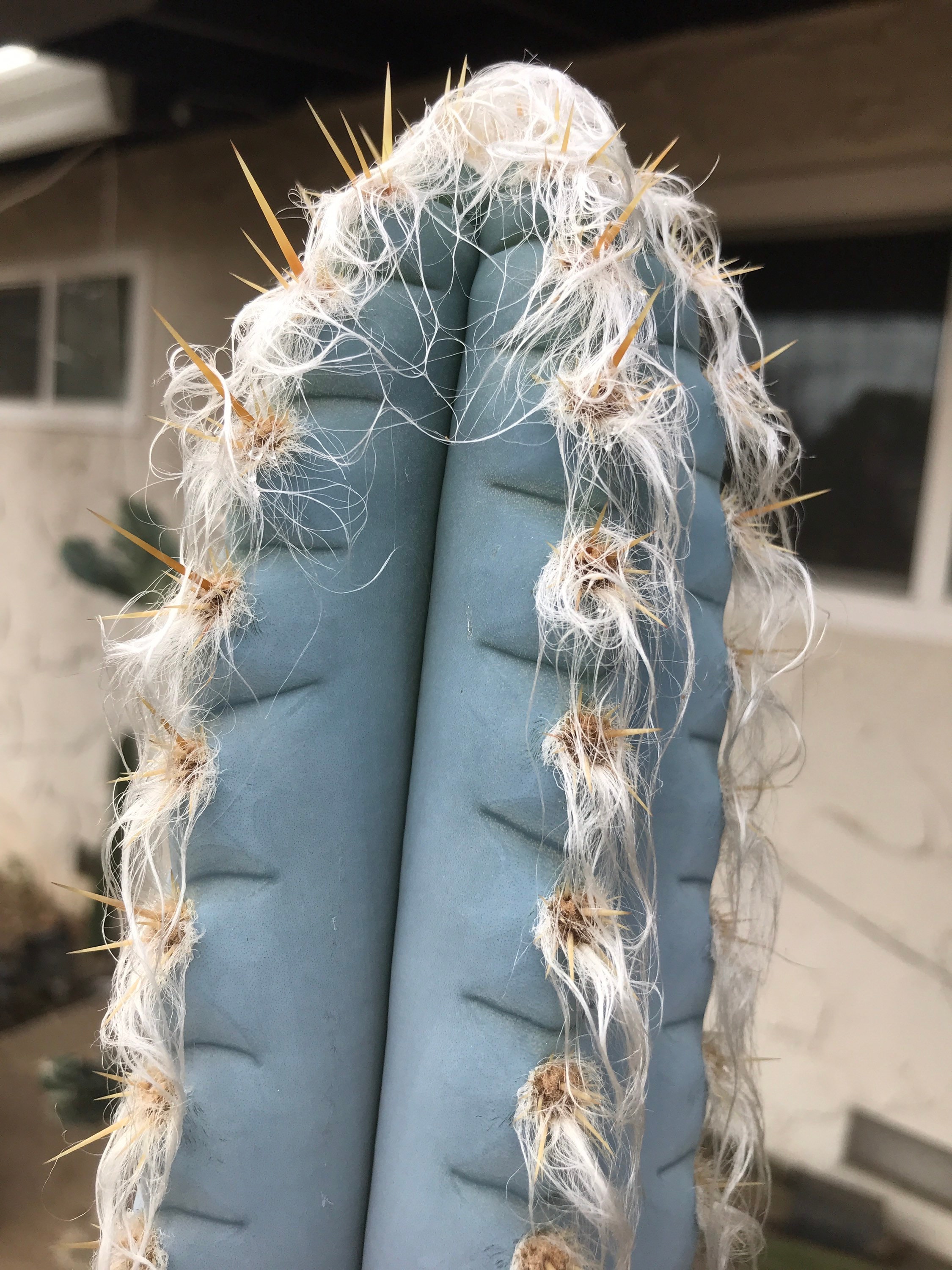 Pilosocereus Glaucescens Cactus Seeds - Etsy