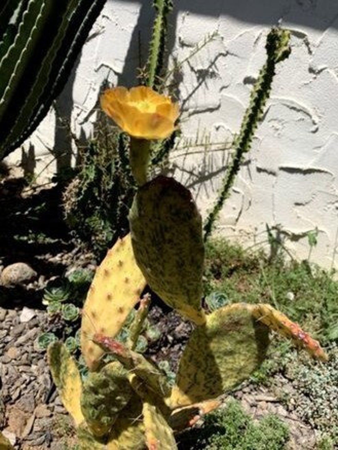 Opuntia Sunburst Variegata Cactus Cutting Etsy