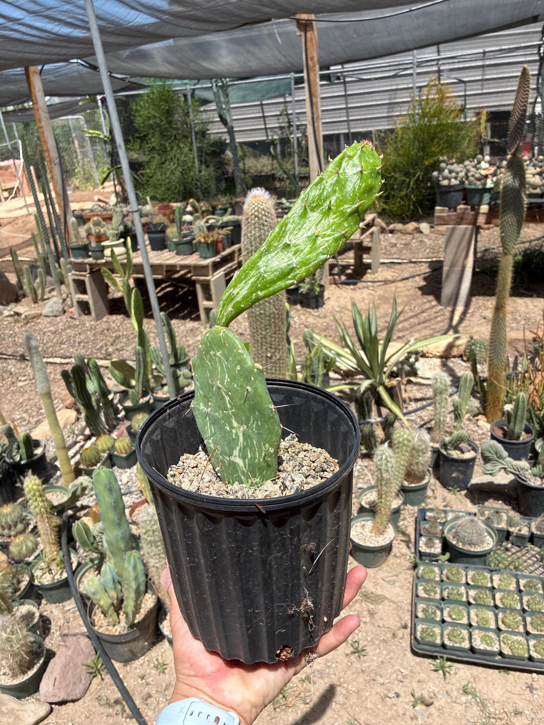 Opuntia monacantha - Etsy 日本