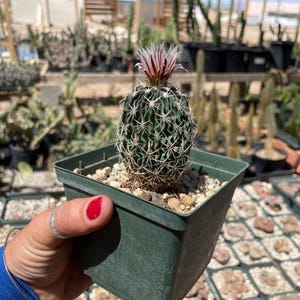 Echinofossulocactus Species (Assorted) Cactus Seeds