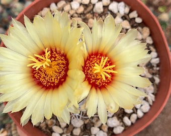 Astrophytum capricorne – Cactus Seeds