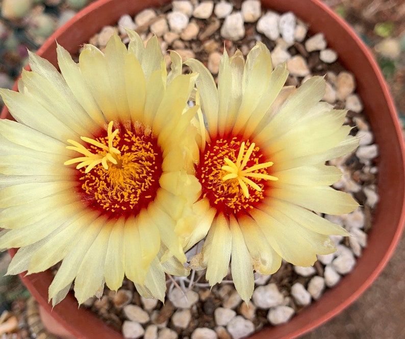 CactusArchive Astrophytum capricorne Cactus Seeds - Thumbnail 2