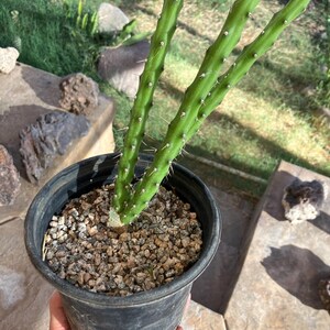 Harrisia martinii – Night-Blooming Columnar Cactus