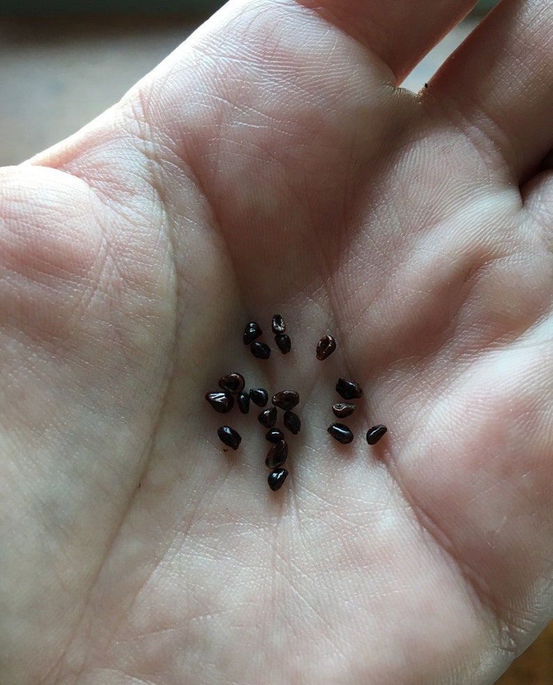 CactusArchive Astrophytum capricorne Cactus Seeds - Thumbnail 3
