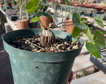 Dioscorea elephantipes testudinaria