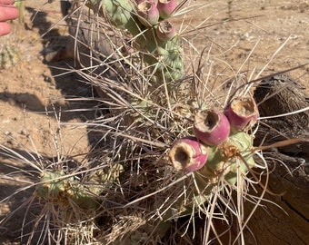 Tephrocactus aoracanthus var. Graines de cactus paediophilus