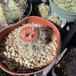 Semillas de cactus Melocactus pachycanthus