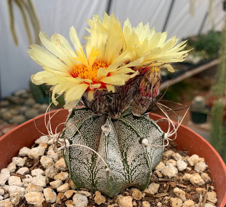 CactusArchive Astrophytum capricorne Cactus Seeds