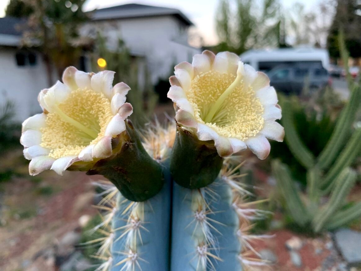 Cactus Azul Pilosocereus Azureus Cactus Seeds - Etsy