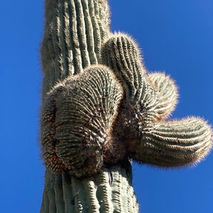 Carnegiea gigantea crested Giant Saguaro Sajuaro Cactus Seeds image 1