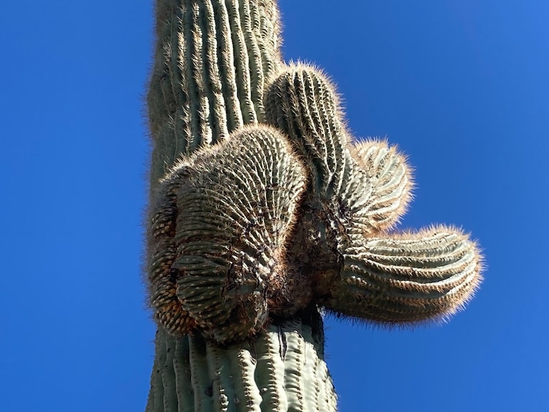 Carnegiea gigantea crested Giant Saguaro Sajuaro Cactus Seeds image 1