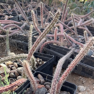 Harrisia martinii cactus seedling image 2