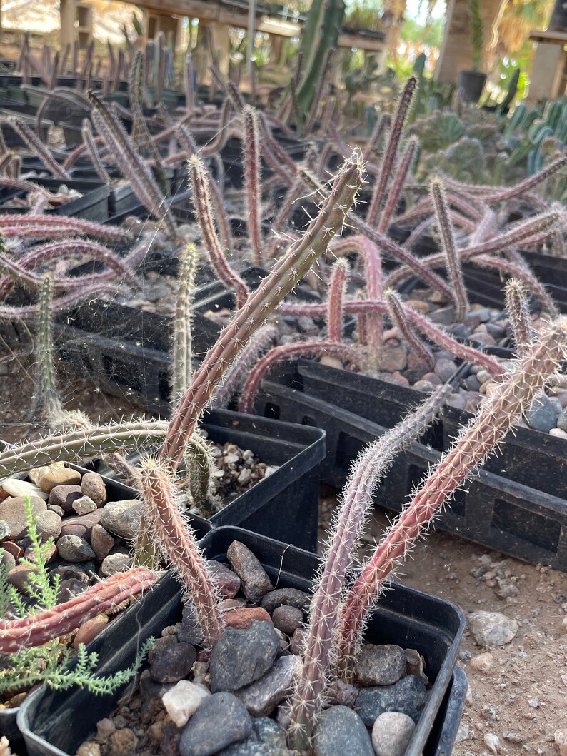 Harrisia martinii cactus seedling image 2