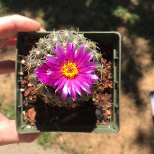 Semillas de cactus Gymnocalycium baldianum (flores blancas)