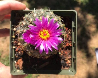 Gymnocalycium Altagraciense Cactus Seeds - Etsy