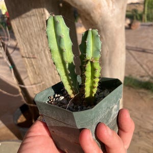 Myrtillocactus geometrizans – Seedling Group (Blue Candle Cactus)