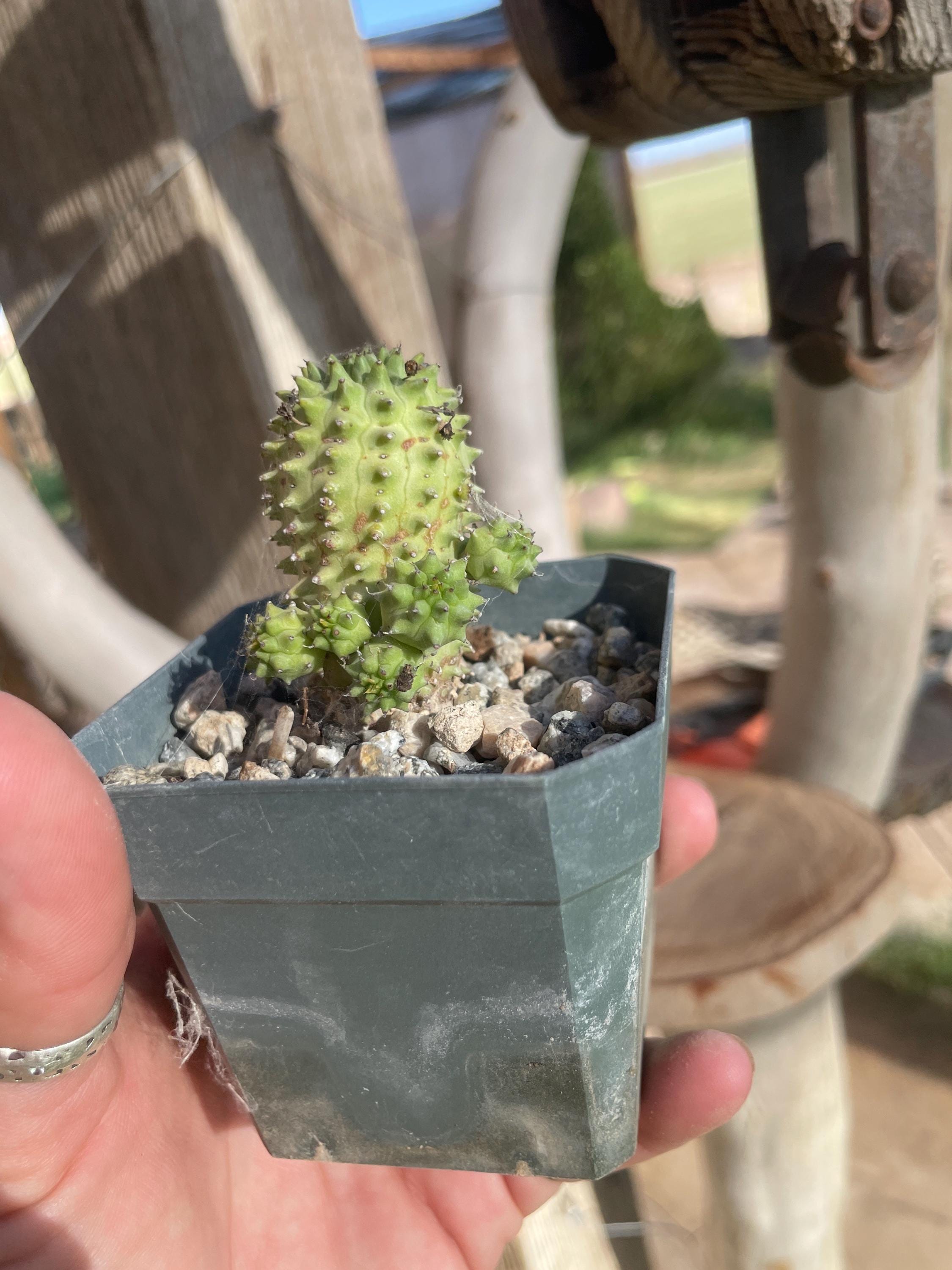 ユーフォルビア サピニー×カンダレンシス 実生 レアハイブリッド