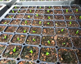 Euphorbia stellata Seeds - High germination rate