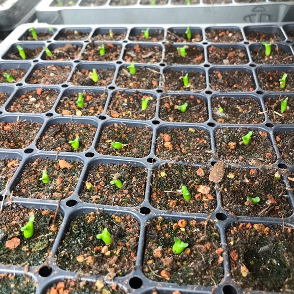 Graines d'Euphorbia stellata - Taux de germination élevé