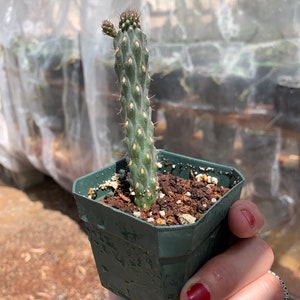 Opuntia fulgida crested form boxing glove cactus from crest form cactus image 2