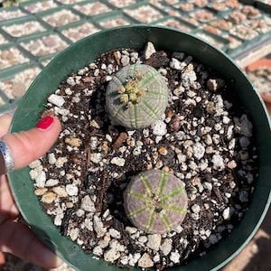 Euphorbia obesa  - Seed grown male and female pair