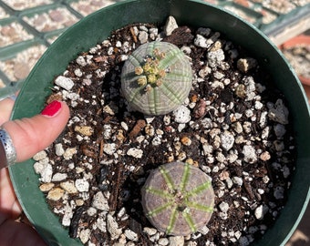 Euphorbia obesa  - Seed grown male and female pair