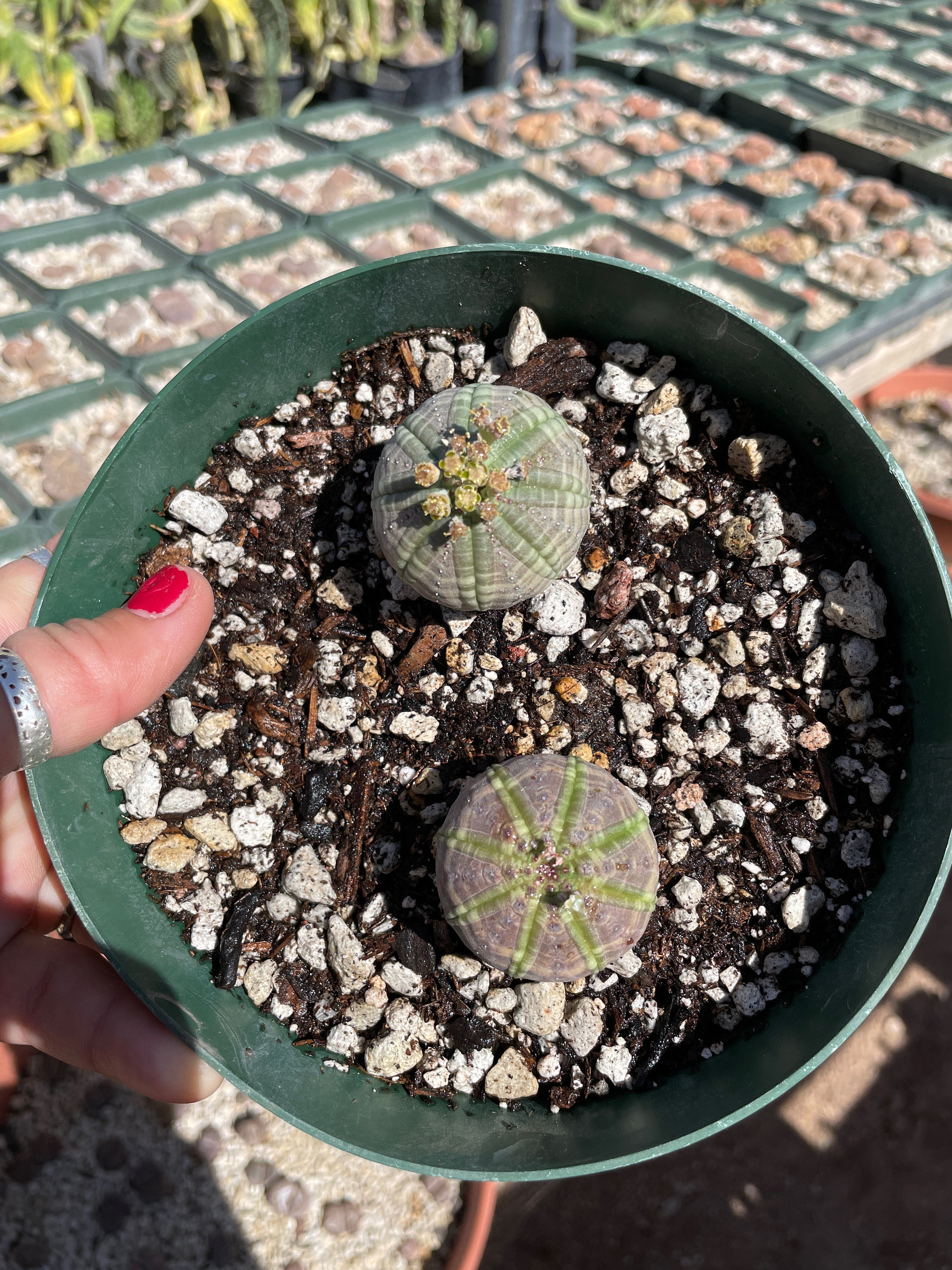 Rare euphorbia - Etsy 日本