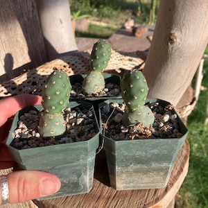 Opuntia debreczyi