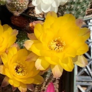 Snijpakket Echinopsis chamaecereus (pindacactus) - WestField Alba, gele vogel, rozenkwarts, oranje bloemen